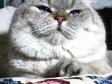 British Shorthair Ny 21 33