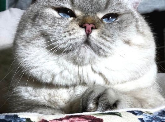 British Shorthair Ny 21 33 görsel