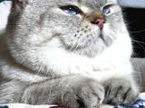 British Shorthair Ny 21 33