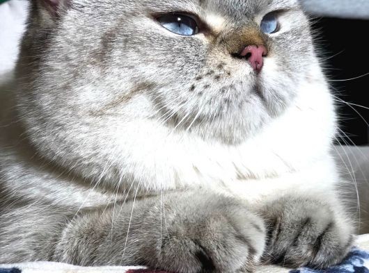British Shorthair Ny 21 33 görsel