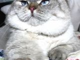 British Shorthair Ny 21 33