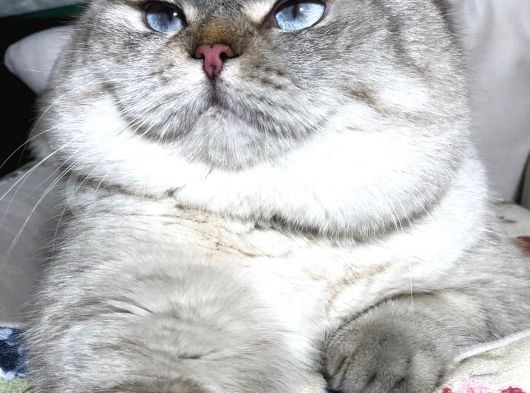 British Shorthair Ny 21 33