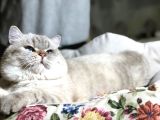 British Shorthair Ny 21 33