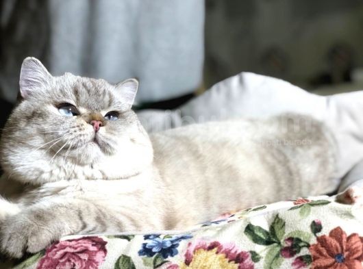 British Shorthair Ny 21 33 görsel