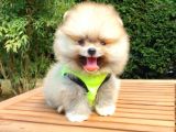 Teddy Face Pomeranian Boo Yavrularımız