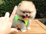 Teddy Face Pomeranian Boo Yavrularımız