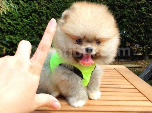 Teddy Face Pomeranian Boo Yavrularımız görsel