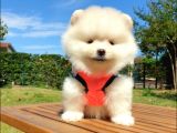 Teddy Face Pomeranian Boo Yavrularımız