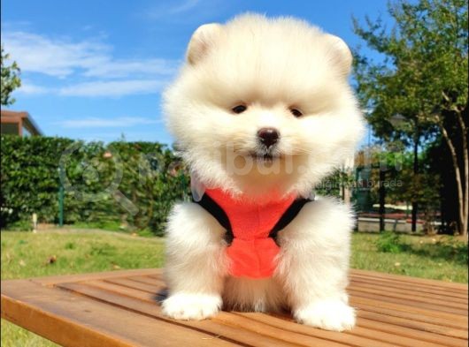 Teddy Face Pomeranian Boo Yavrularımız görsel