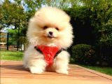 Pomeranian Boo Teddy Bear Yavrular