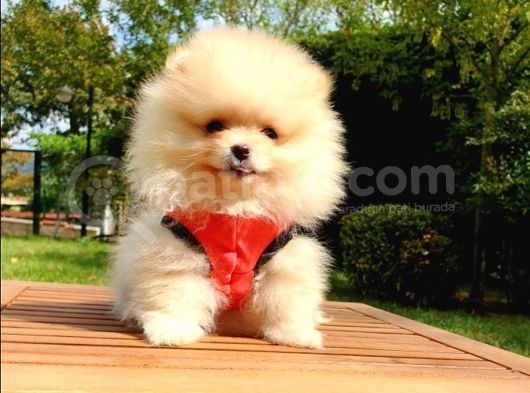 Pomeranian Boo Teddy Bear Yavrular görsel