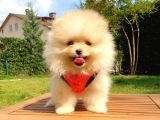 Pomeranian Boo Teddy Bear Yavrular