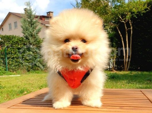 Pomeranian Boo Teddy Bear Yavrular görsel