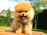 Teddy Face Pomeranian Boo Yavrularımız