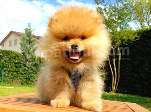 Teddy Face Pomeranian Boo Yavrularımız görsel