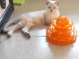 British Shorthair Lynx point  8  aylık erkek