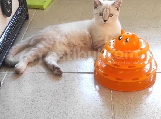 British Shorthair Lynx Point  8  Aylık Erkek