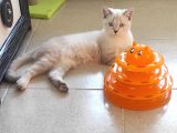 British Shorthair Lynx Point  8  Aylık Erkek