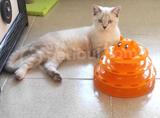 British Shorthair Lynx Point  8  Aylık Erkek görsel