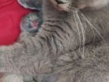 British Shorthair Yavrular