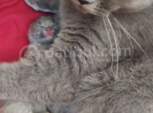 British Shorthair Yavrular görsel