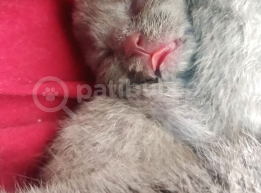 British Shorthair Yavrular görsel
