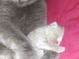 British Shorthair Yavrular