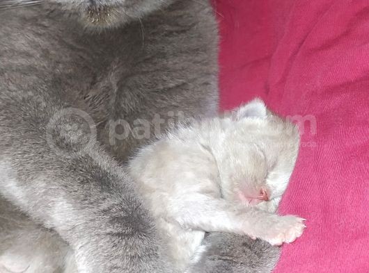 British Shorthair Yavrular görsel