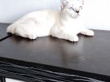 British Shorthair Lynx Point  8  Aylık Dişi