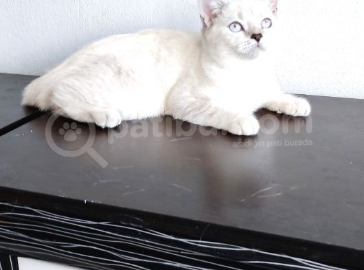 British Shorthair Lynx Point  8  Aylık Dişi görsel