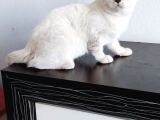 British Shorthair Lynx Point  8  Aylık Dişi
