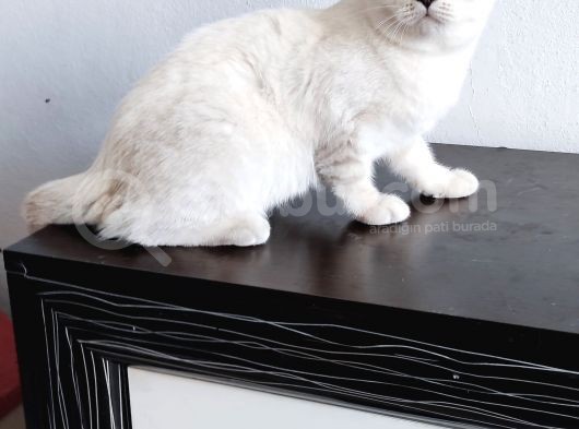 British Shorthair Lynx Point  8  Aylık Dişi