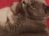 British Shorthair Yavrular