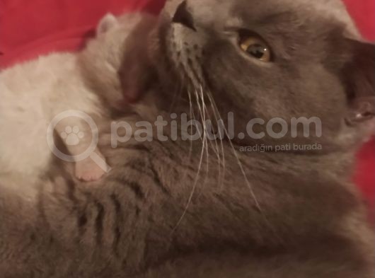 British Shorthair Yavrular görsel