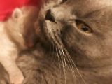 British Shorthair Yavrular