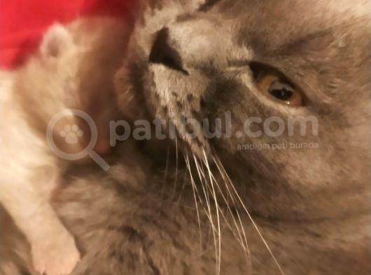 British Shorthair Yavrular