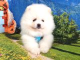 Pomeranian Boo Teddy Bear Yavrular