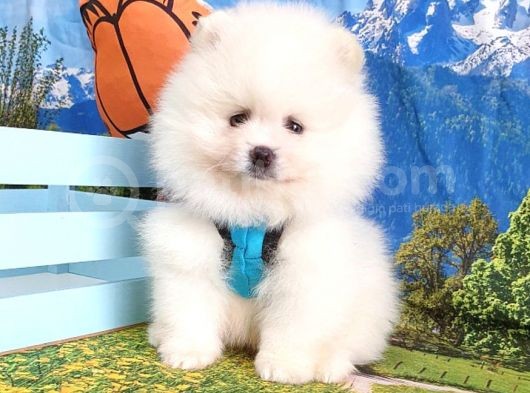 Pomeranian Boo Teddy Bear Yavrular görsel