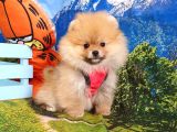 Pomeranian Boo Teddy Bear Yavrular