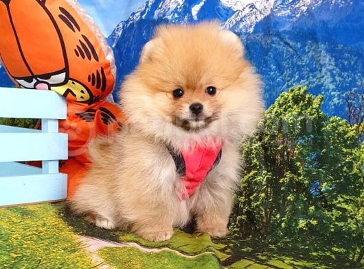 Pomeranian Boo Teddy Bear Yavrular görsel