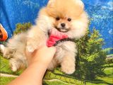 Pomeranian Boo Teddy Bear Yavrular
