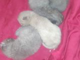 British Shorthair Yavrular