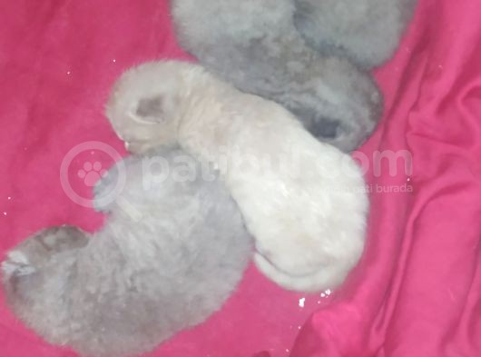 British Shorthair Yavrular görsel