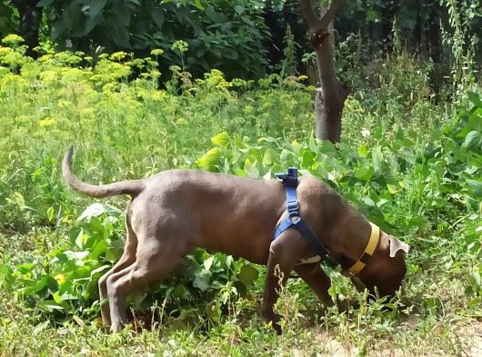 Amerikan Bully Xl görsel