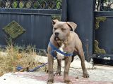 Amerikan Bully Xl