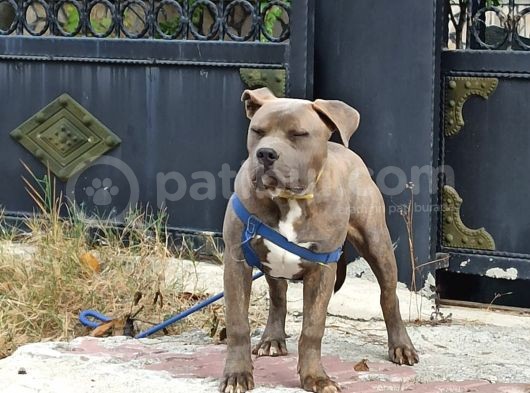 Amerikan Bully Xl görsel