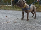 Amerikan Bully XL