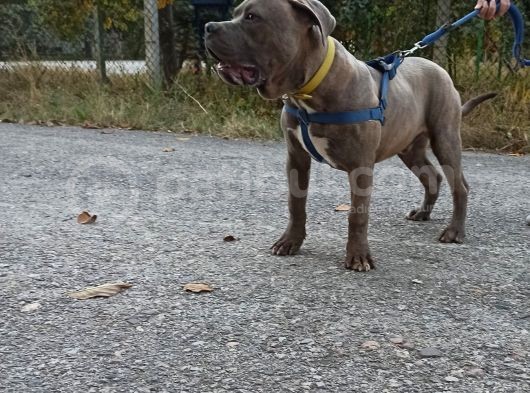 Amerikan Bully Xl