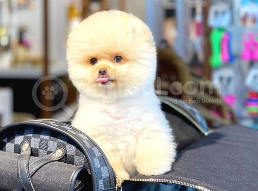 Ayı Surat Pomeranian Boo Yavrularımız görsel