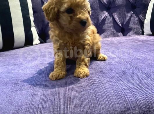 Safkan Toy Poodle Yavrularımız görsel
